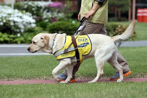 시각장애인견.jpg