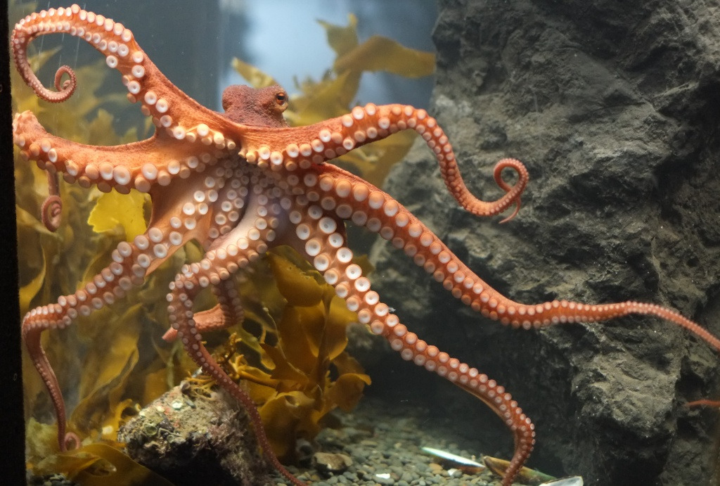 151018_octopus_1.jpg