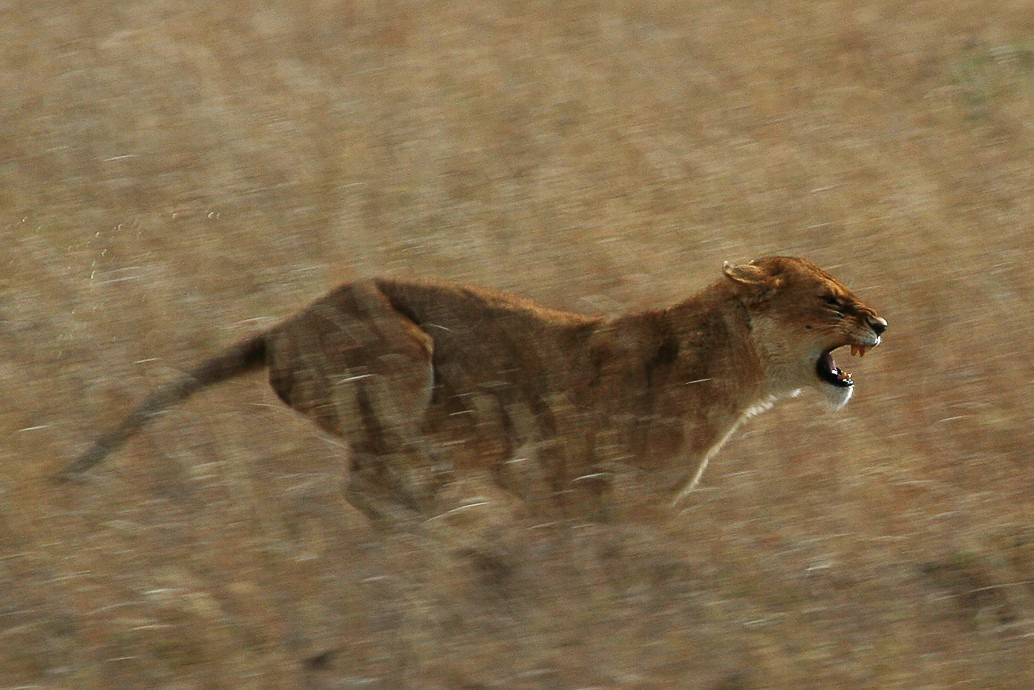 Serengeti_Lion_Running_saturated.jpg