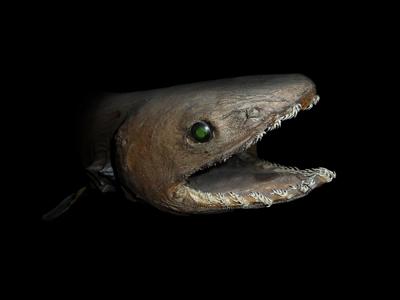 https%3A%2F%2Fupload.wikimedia.org%2Fwikipedia%2Fcommons%2Fb%2Fbe%2FChlamydoselachus_anguineus_head.jpg