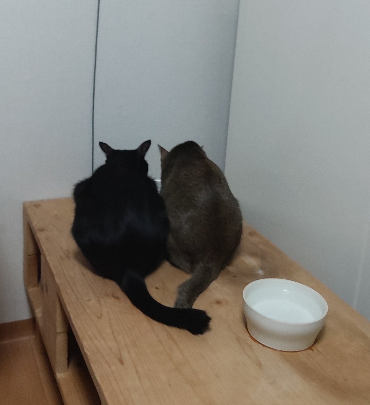 노아와 누리_입은 바쁜 관계로 꼬리로 말해요.jpg