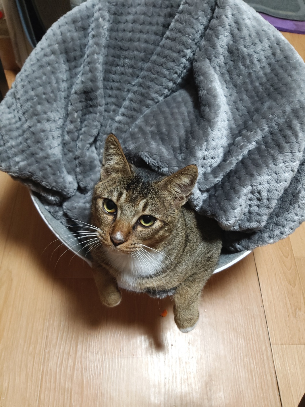 누리_캣 침대 사용법 2.jpg