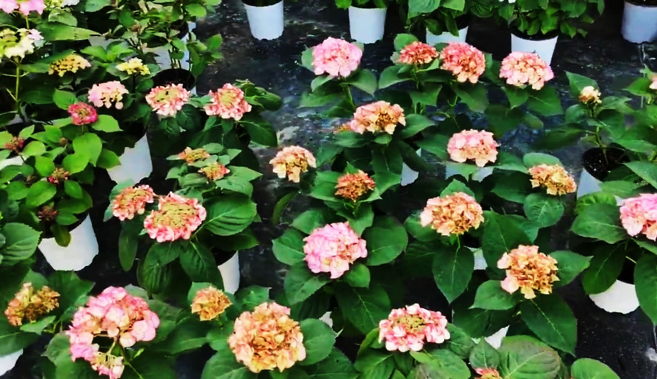 봄 수국이 벌써 피었다.jpg