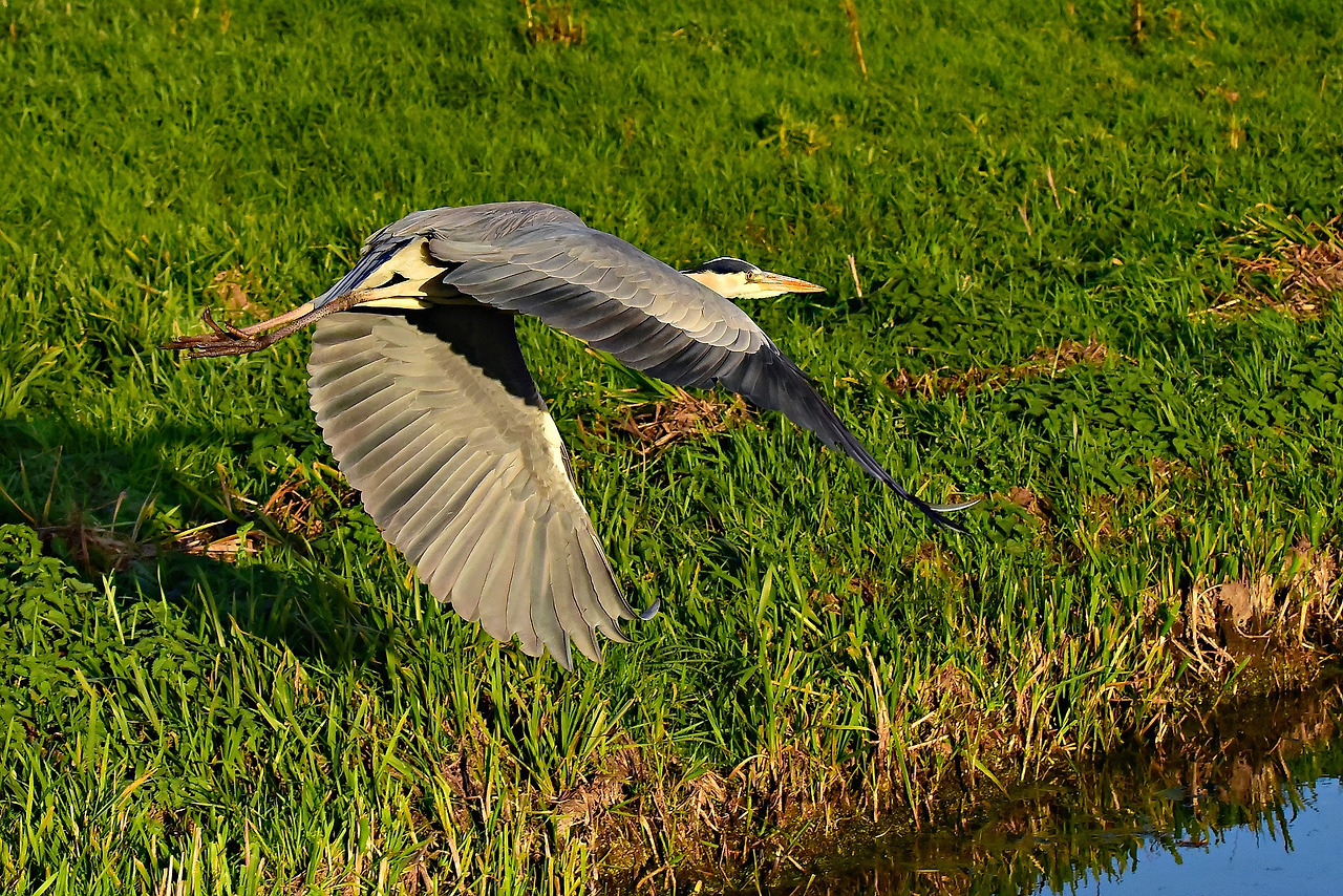gray-heron-3826342_1920.jpg
