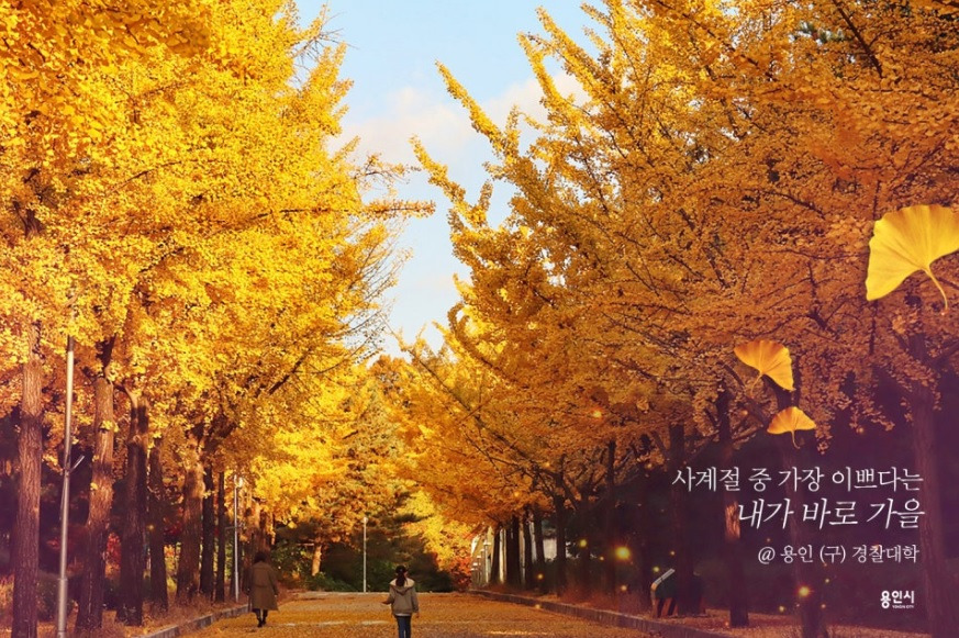 경찰대 가을.jpg