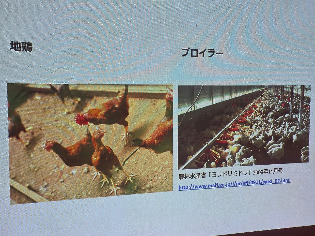 일본 우마지촌 탐방-전체 사진-74930538263.jpg