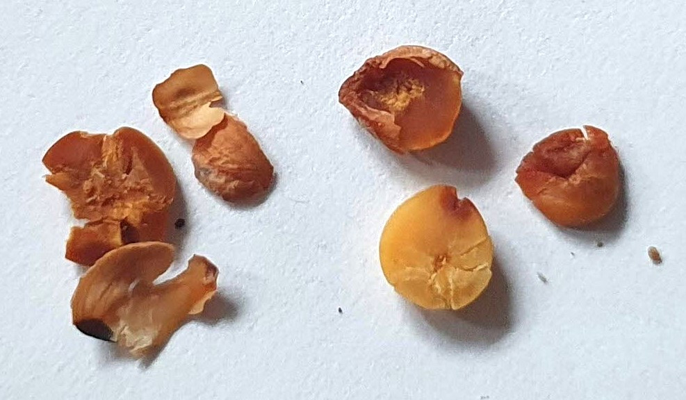 1.2007년과 2008년 7월 채종한 씨껍질과 알갱이,20260119_115933.jpg