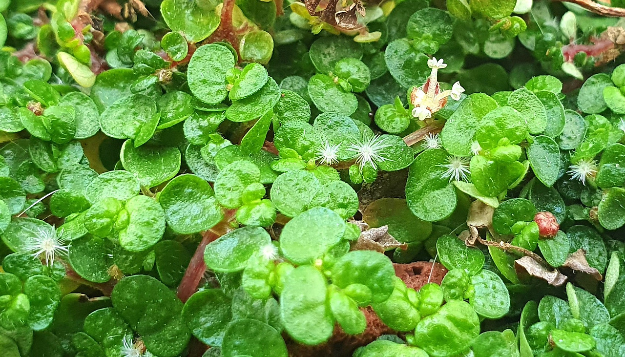 0. 선택, 암꽃 여러개, 수꽃1개와수꽃꽃봉오리1개., 20260319_130107.jpg