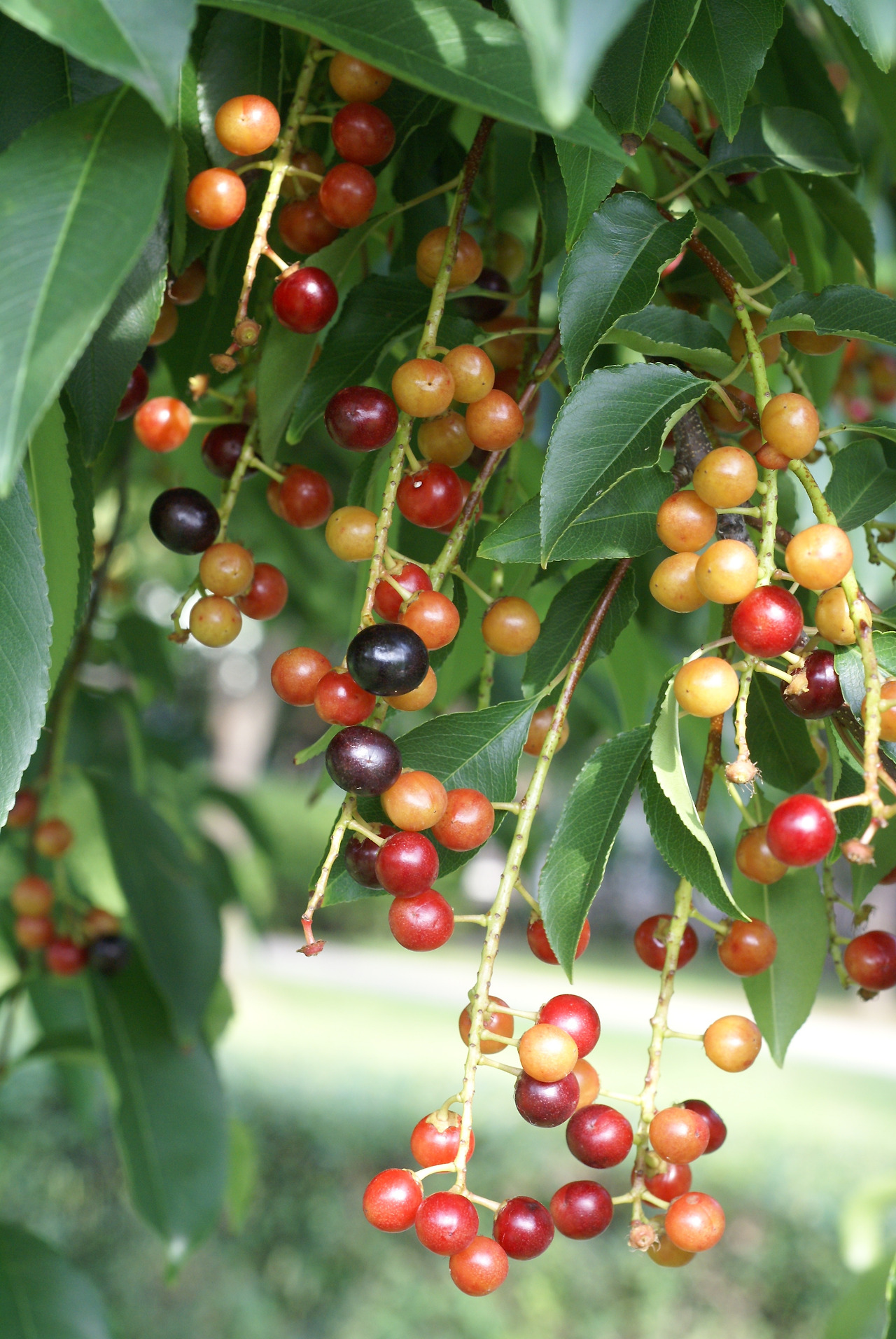 0.귀룽나무 열매. 오색찬란한.개포 둑,키 큰나무 014.jpg