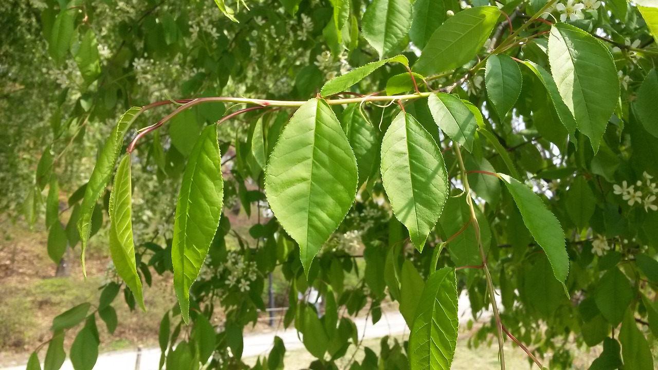 0.잎.서울 올림픽공원,20170413_145514.jpg