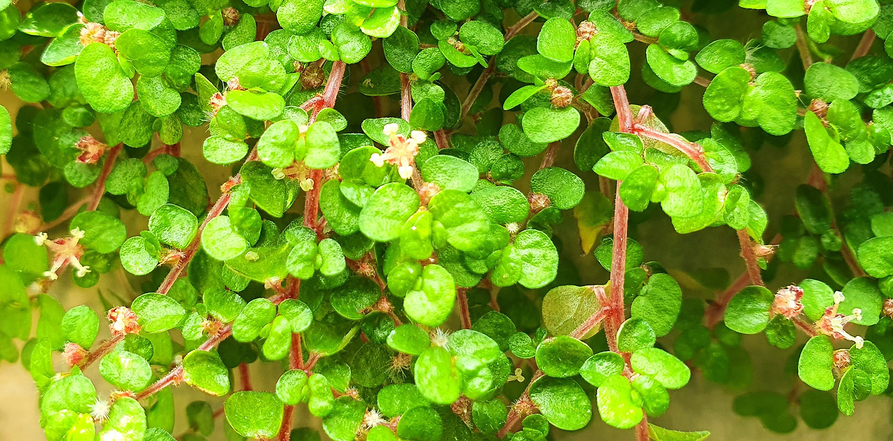 0. 선택, 수꽃 여러 개,20220331_134447.jpg