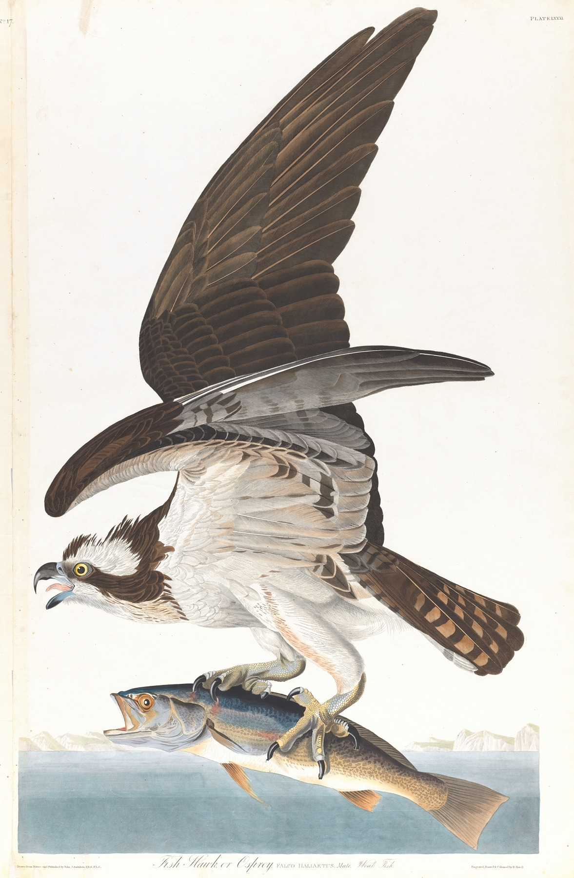 Fish hawk or osprey (1827–1838).jpg