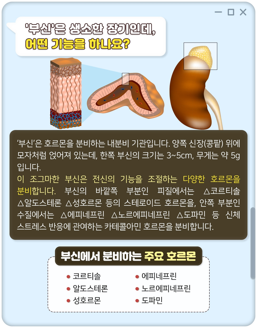 부신피질암_02.jpg