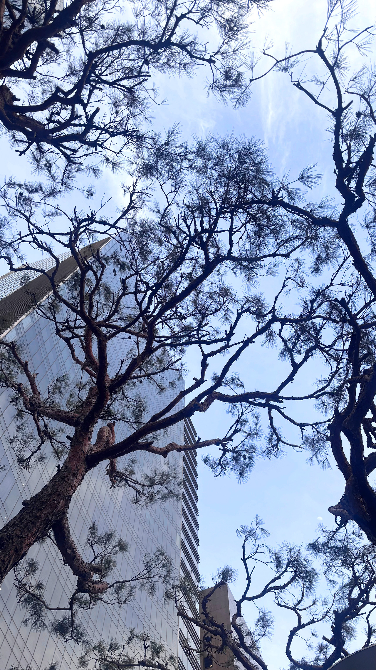 빌딩과 나무1.jpg