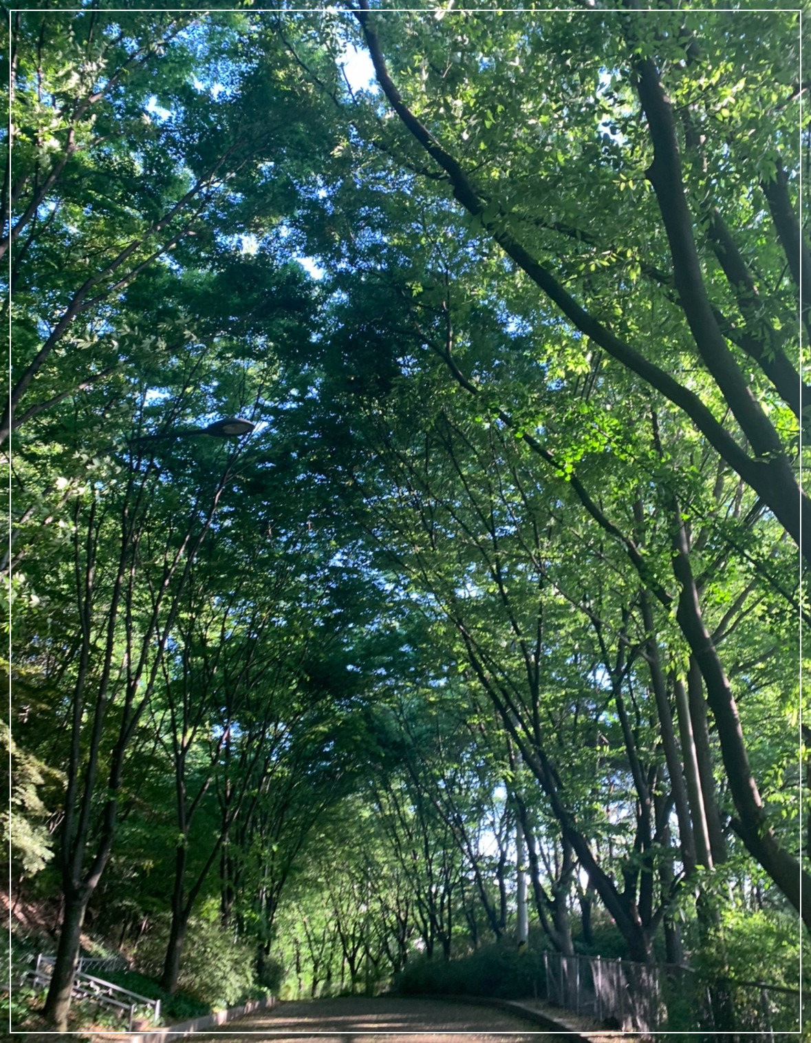 나무(여름).jpg