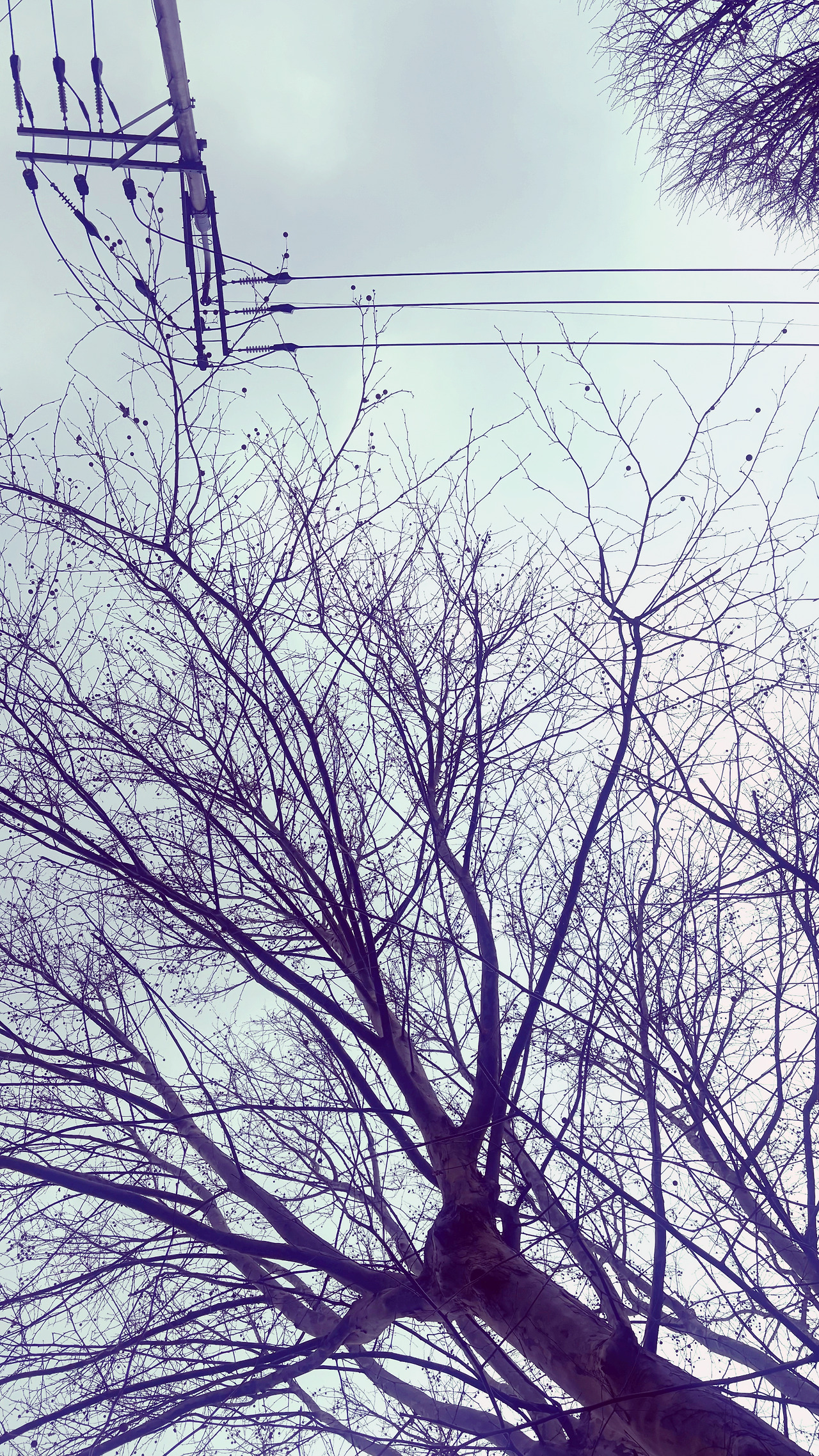 나무와전깃줄1.jpg