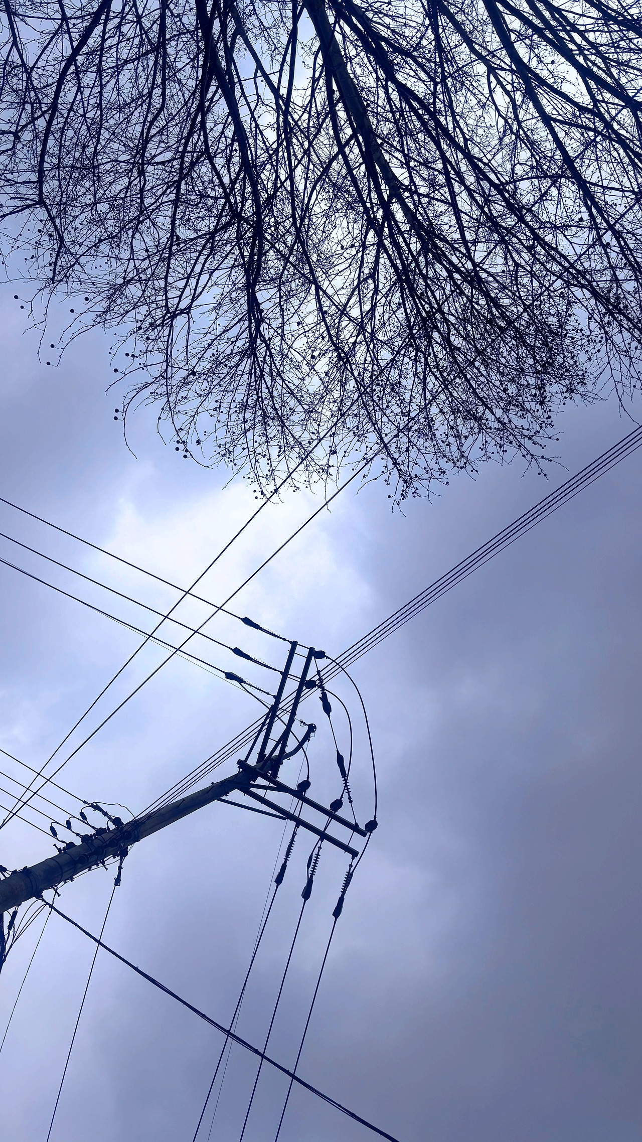 나무와전깃줄15.jpg