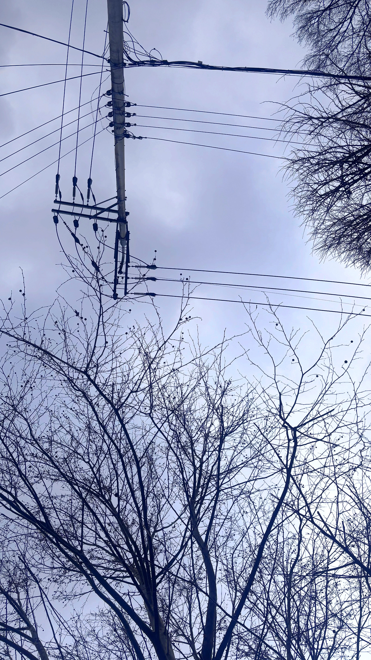 나무와 전깃줄.jpg