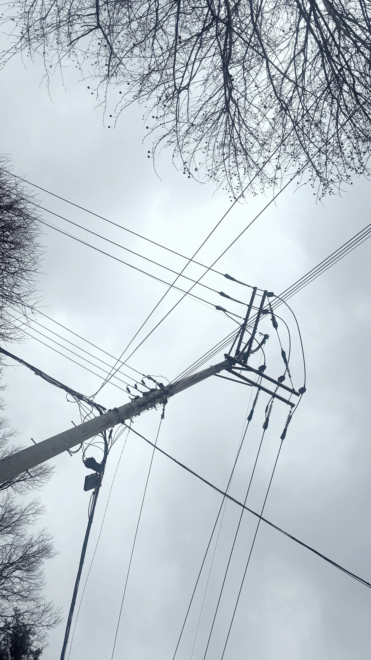 나무와전깃줄13.jpg
