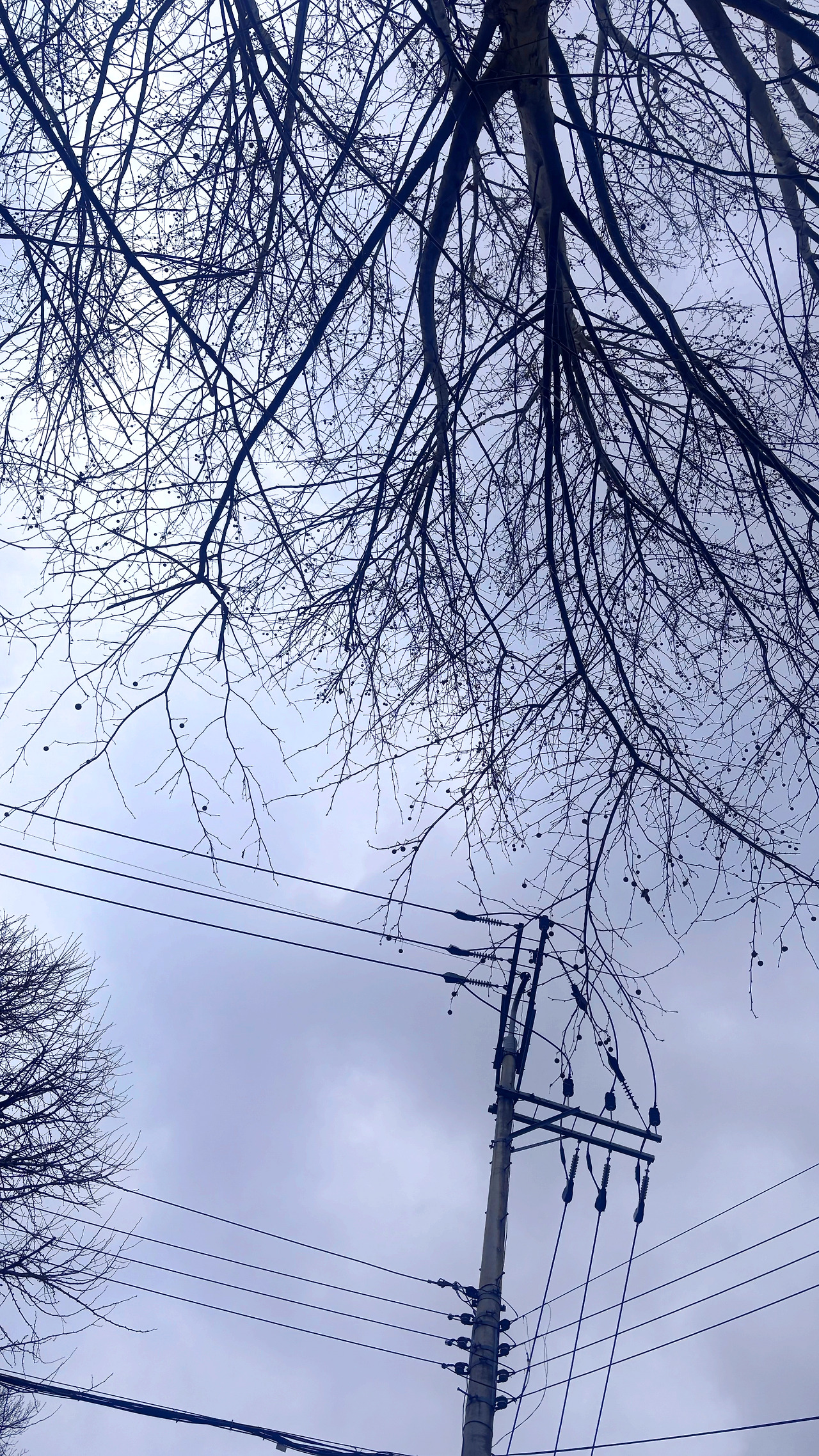 나무와전깃줄12.jpg