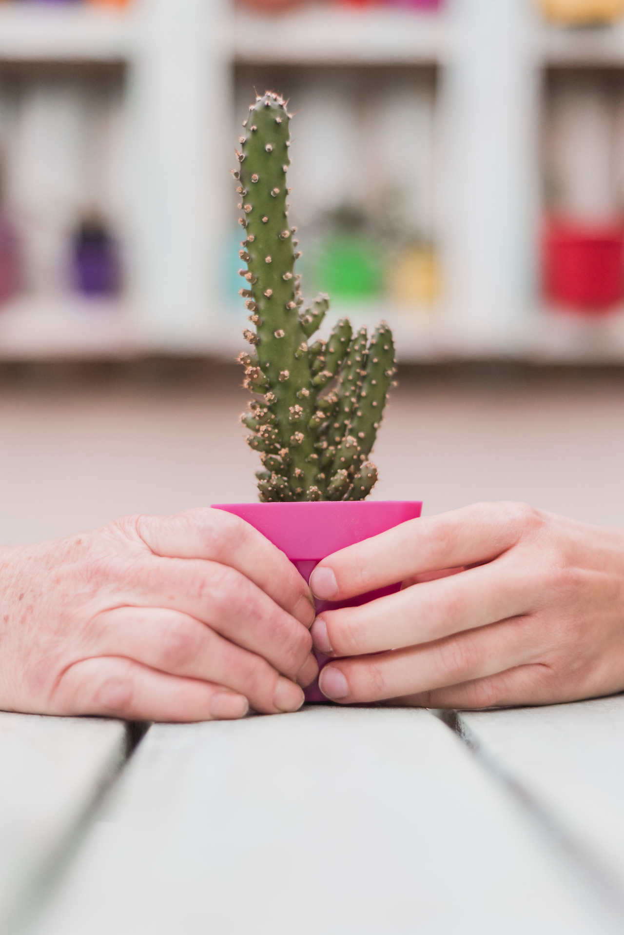 human-hands-holding-potted-cactus-plant.jpg
