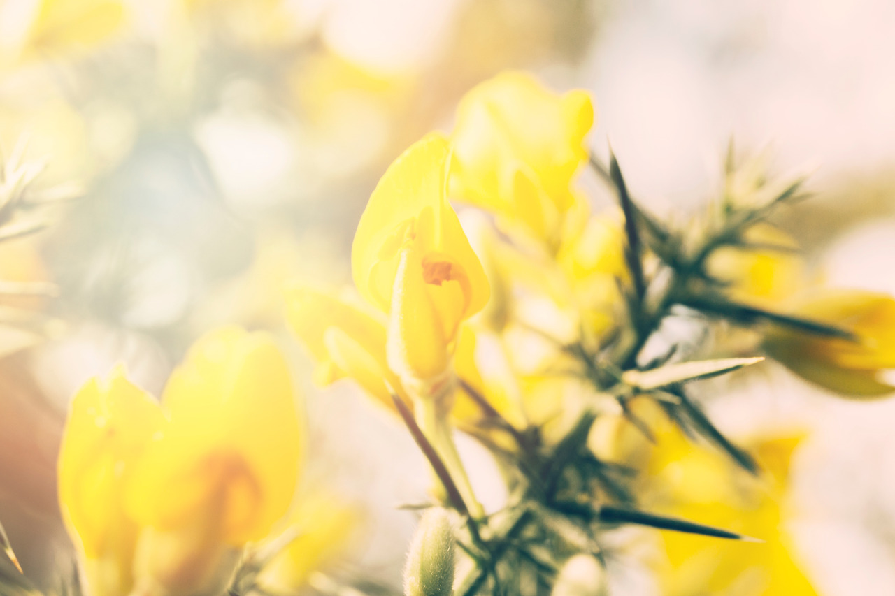 beautiful-yellow-wild-flowers-blooming-springtime.jpg