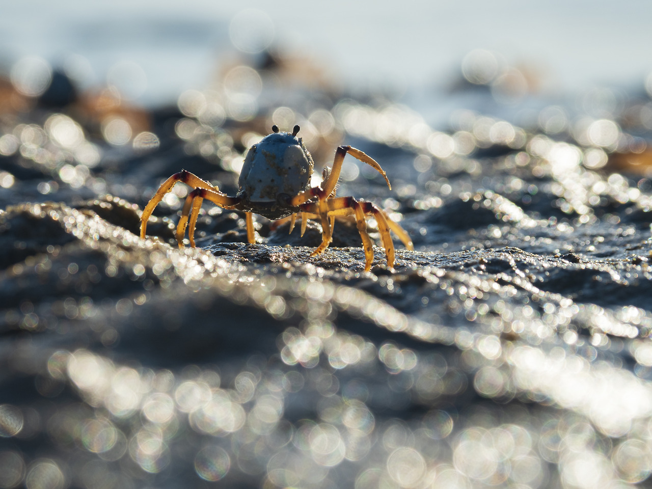 closeup-light-blue-soldier-crab-beach.jpg