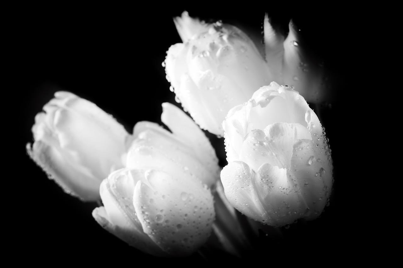 fresh-white-tulip-with-water-drops-closeup-black-background.jpg