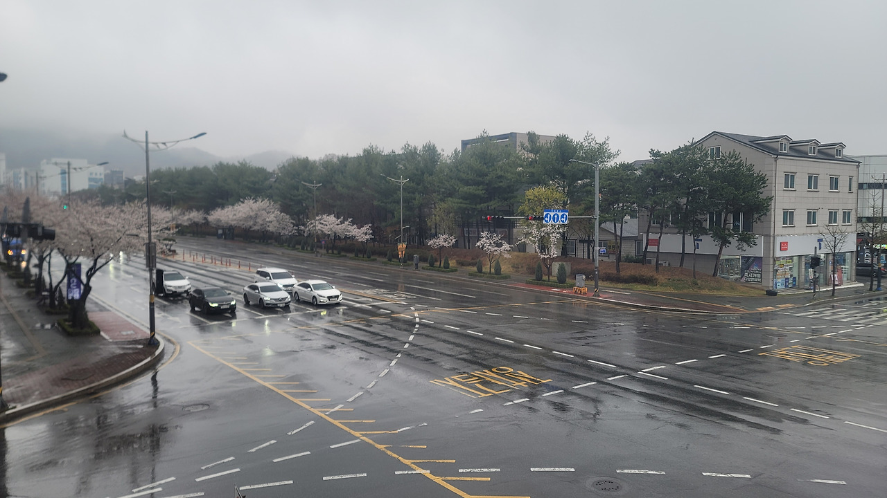 저기압두통 벚꽃 지월한의원.jpg