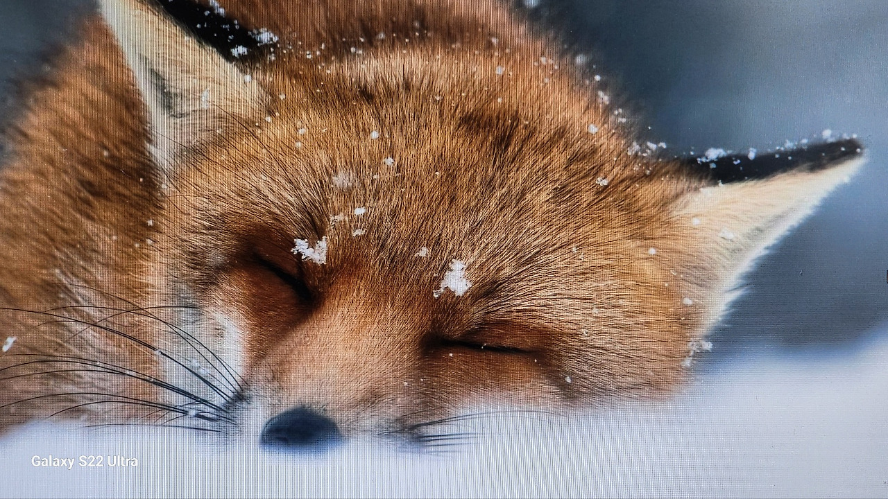 외로운 여우.jpg