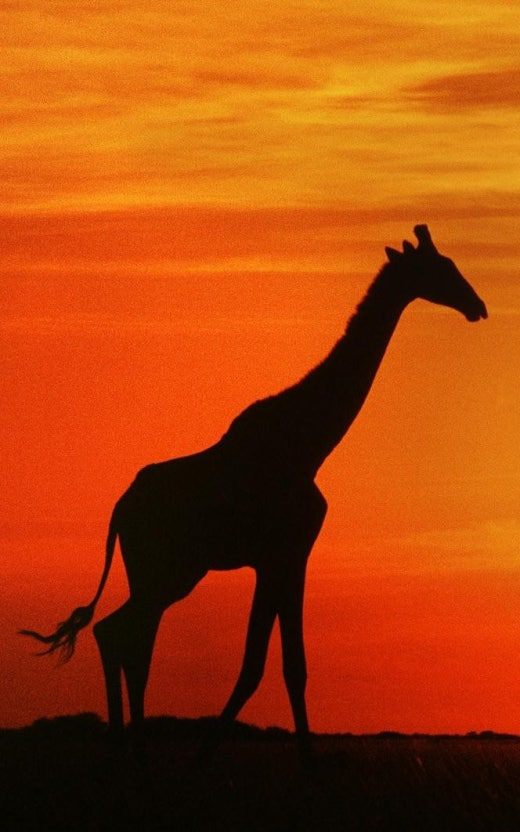 노을 기린.jpg