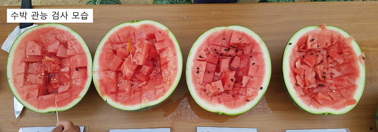 수박 관능 검사.jpg
