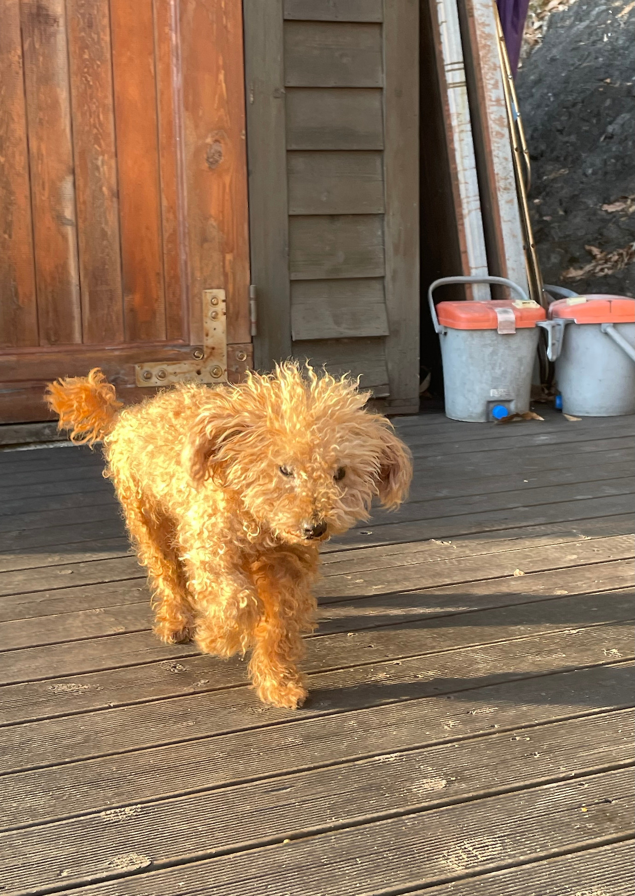 반려동물 키우기.jpg