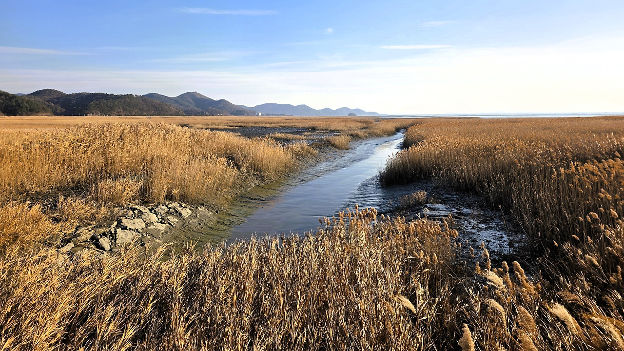 01순천만 습지.jpg