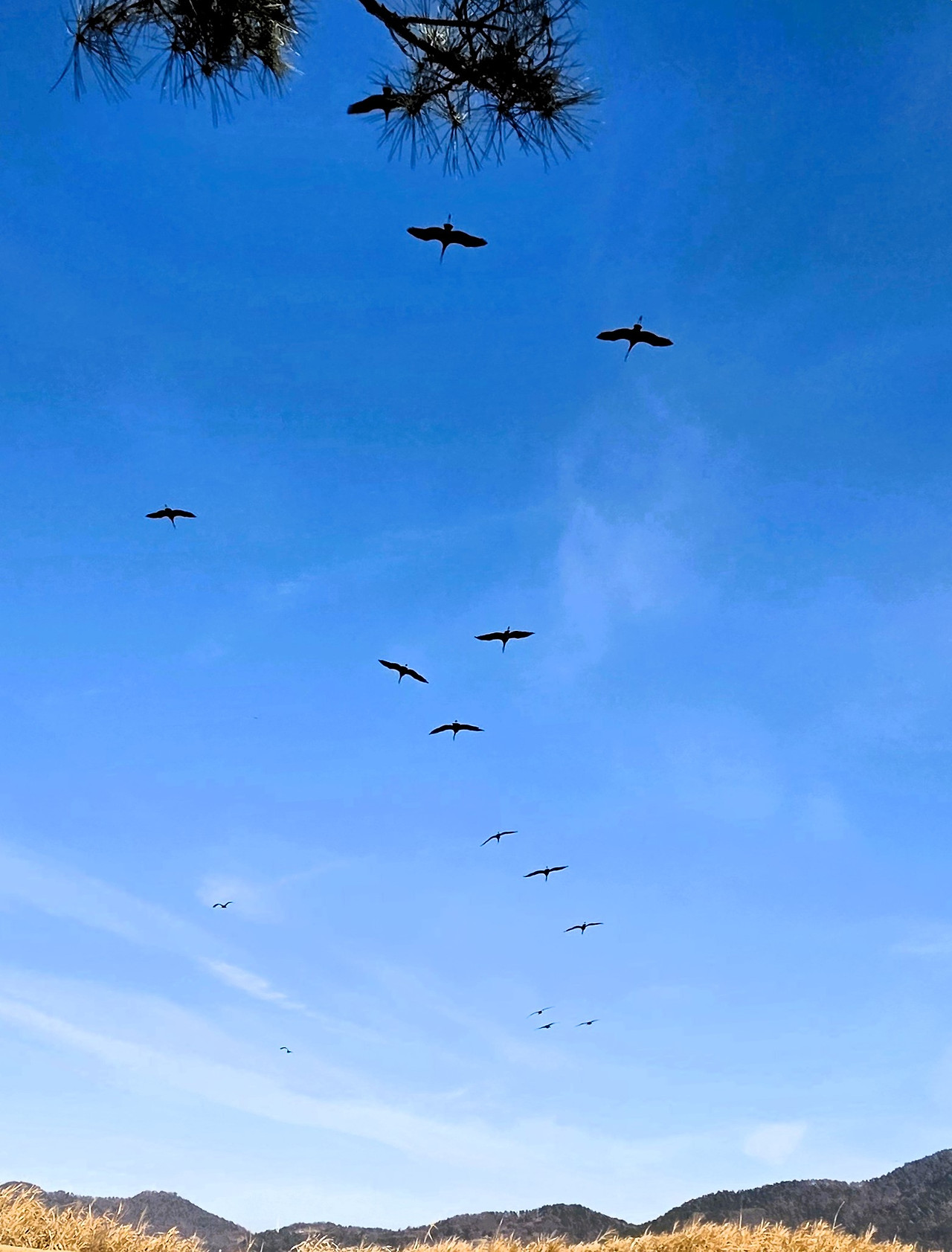 02순천만 하늘을 나는 흑두루미01.jpg