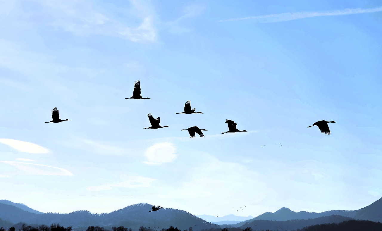 03순천만 하늘을 나는 흑두루미02.jpg