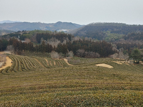68-보성차밭대한다원-20220213.jpg