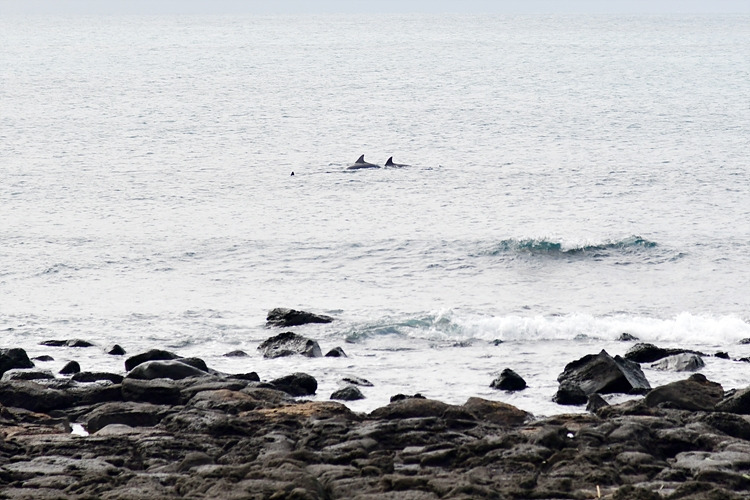남방큰돌고래 DSC_2317.jpg