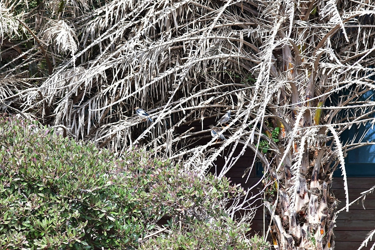 붉은부리찌르레기 DSC_2336.jpg