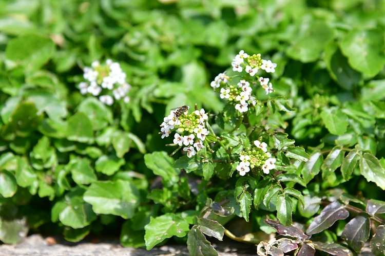 물냉이 DSC_2378.jpg