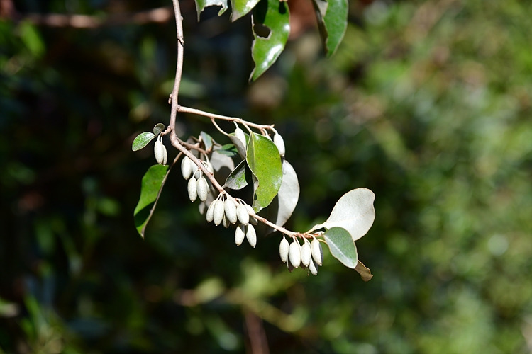 보리밥나무 DSC_2366.jpg