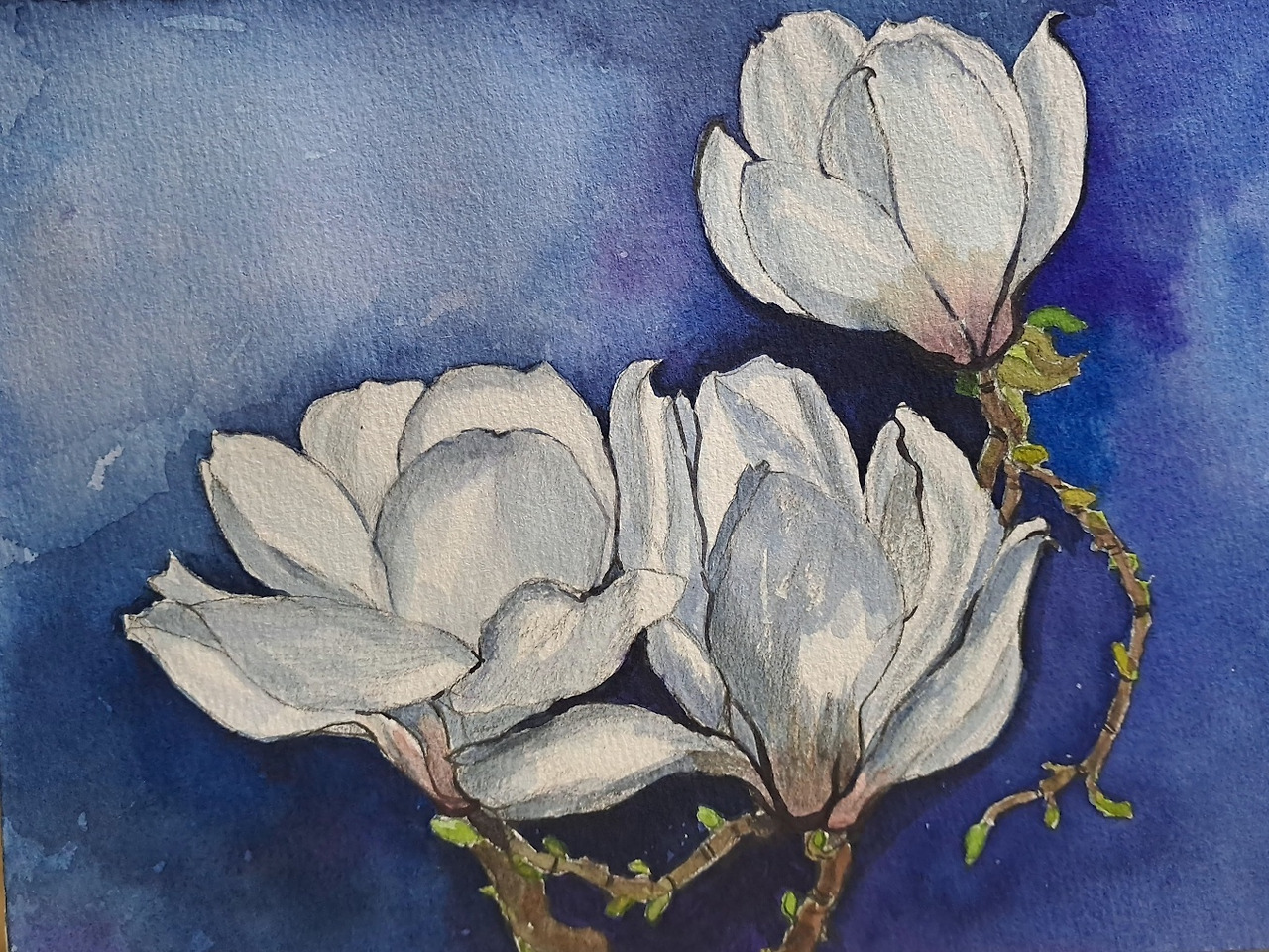 보통날의 시선 68 목련 그림.jpg