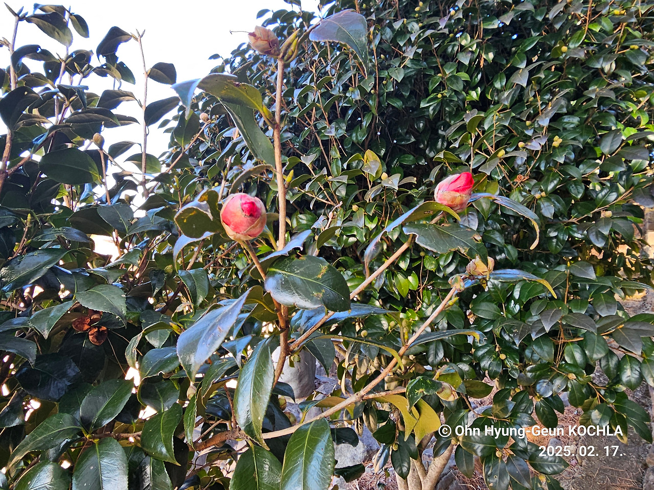 장흥 동백정 원림 - 2월의 동백꽃망울.jpg