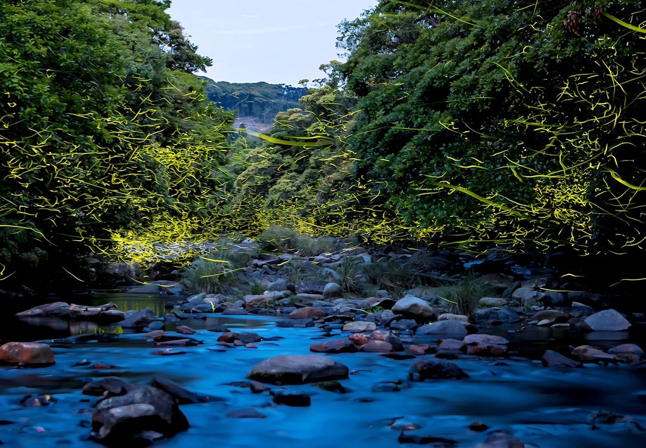대마도 반딧불이.jpg