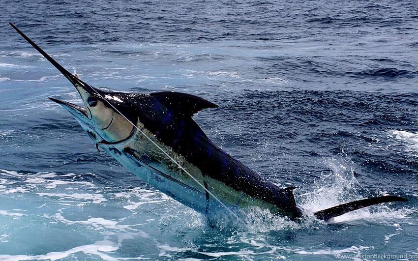 desktop-wallpaper-marlin-fishing-backgrounds-marlin-fish.jpg