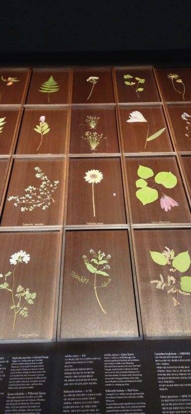 최재은 압화.jpg