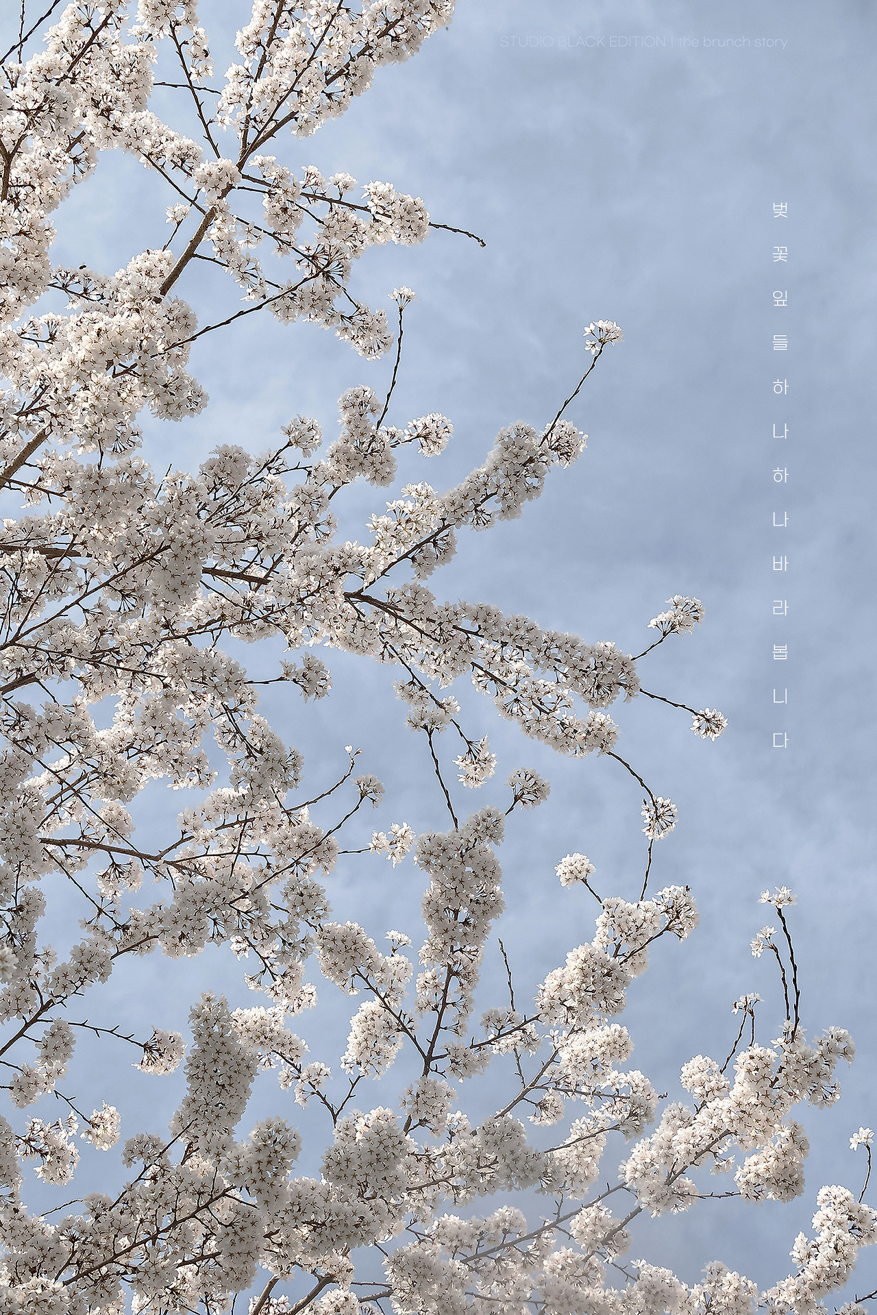 THE BRUNCH STORY 901.jpg