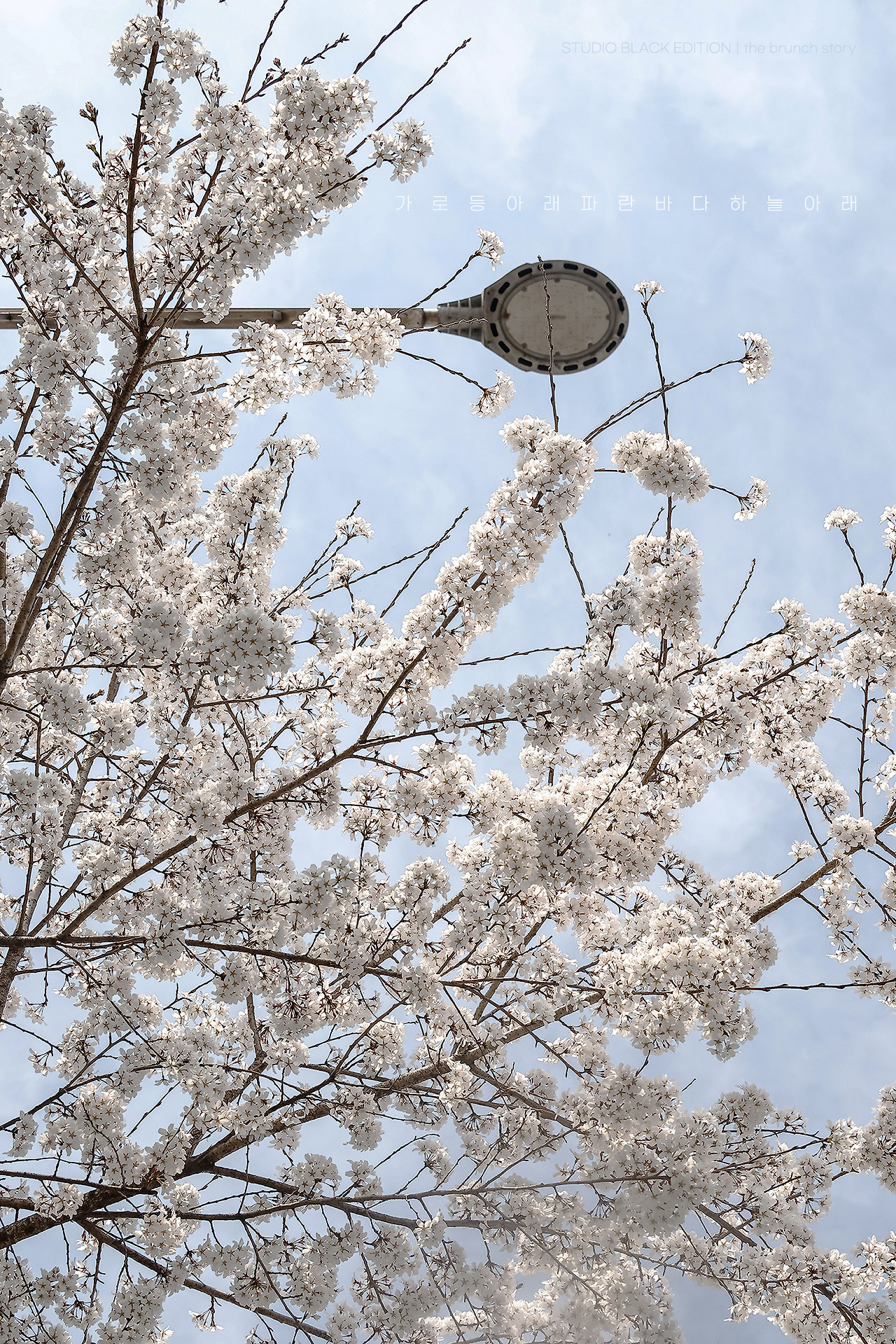 THE BRUNCH STORY 900.jpg