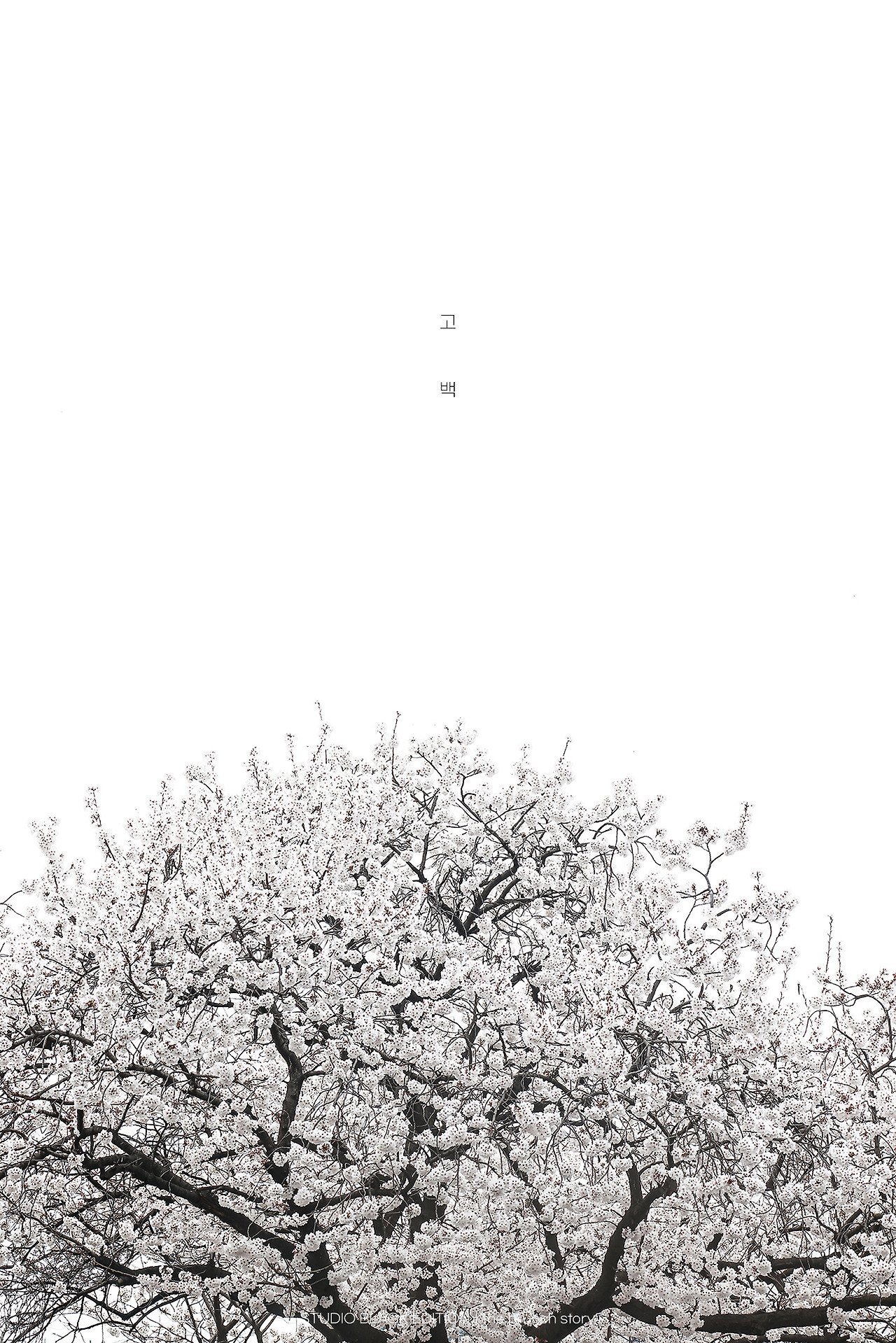 THE BRUNCH STORY 903.jpg