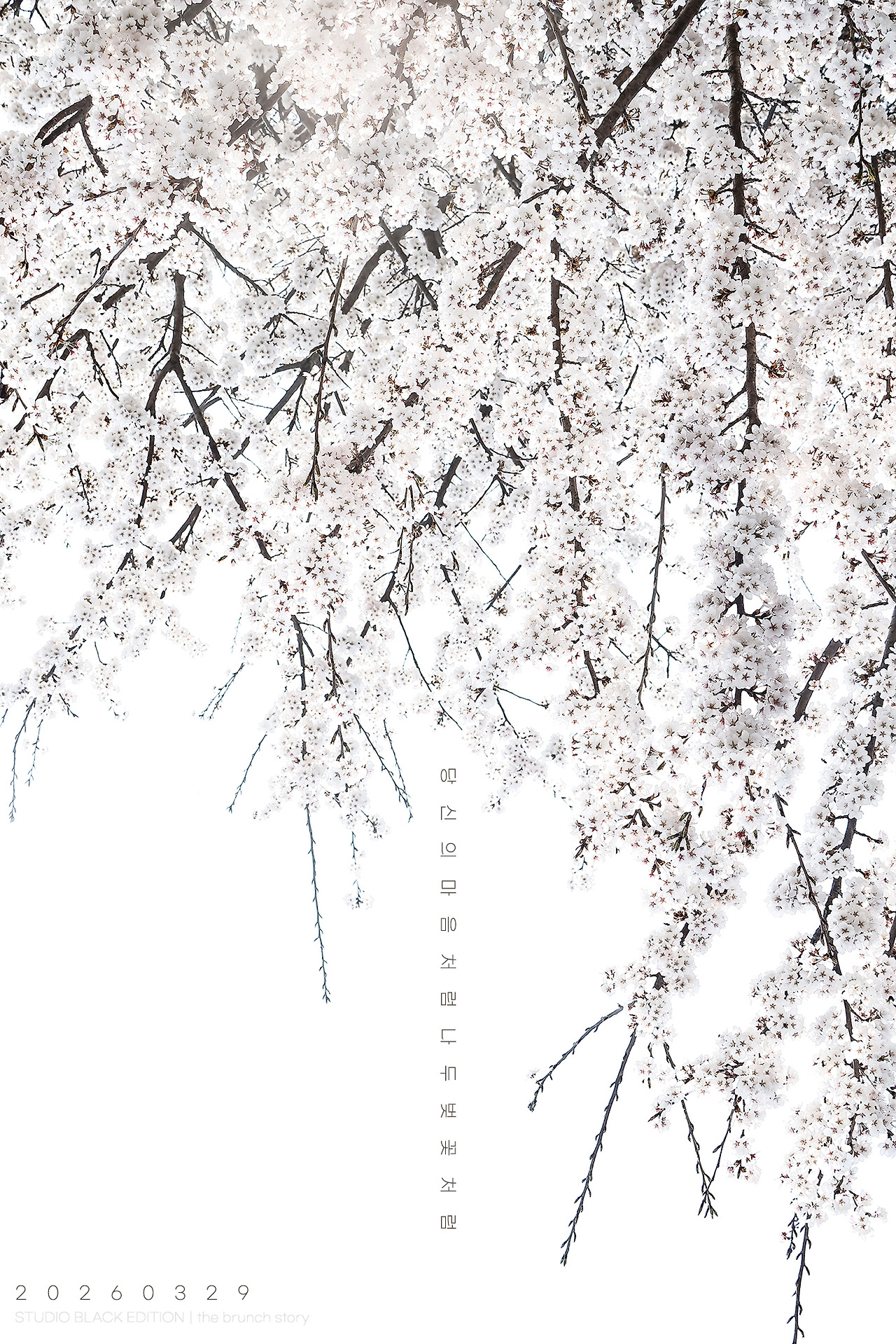 THE BRUNCH STORY 898.jpg